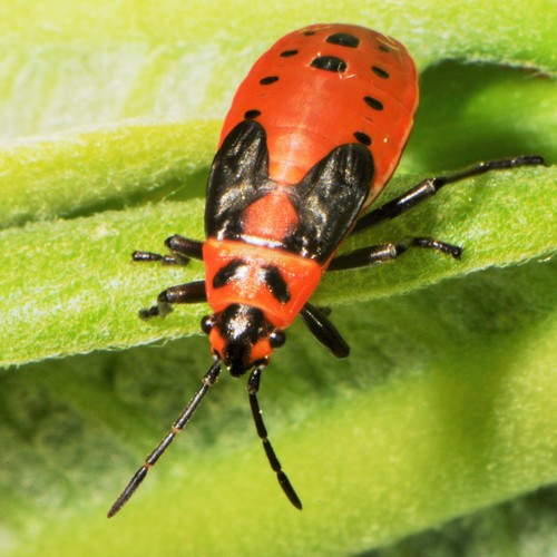 Small Milkweed Bug