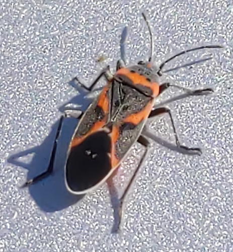 Small Milkweed Bug