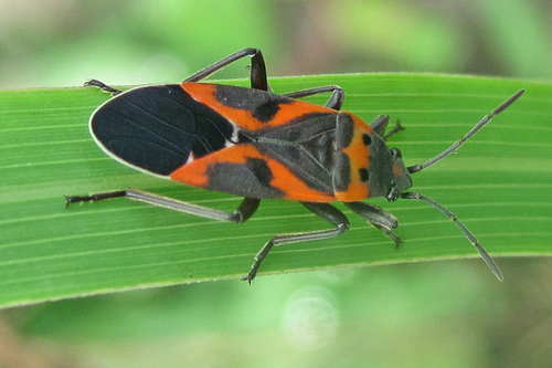 Small Milkweed Bug