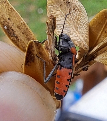 Small Milkweed Bug