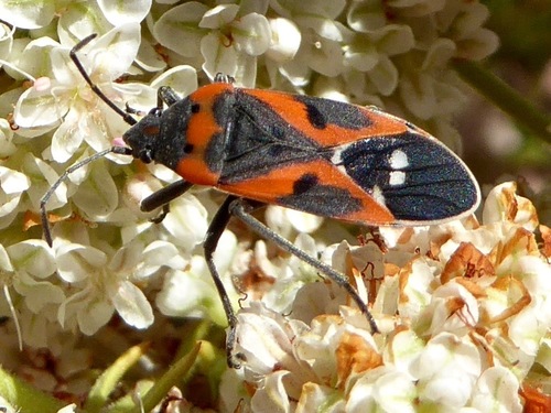 Small Milkweed Bug