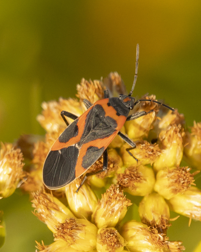 Small Milkweed Bug