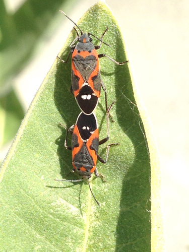 Small Milkweed Bug