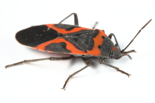 Small Milkweed Bug