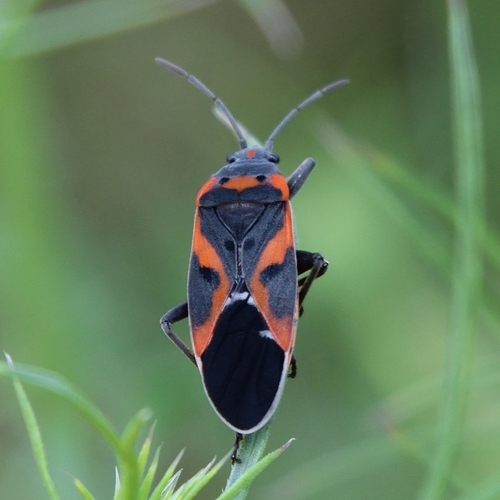 Small Milkweed Bug