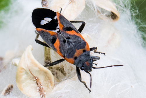 Small Milkweed Bug
