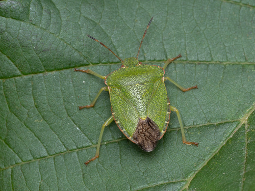 Green Shield Bug