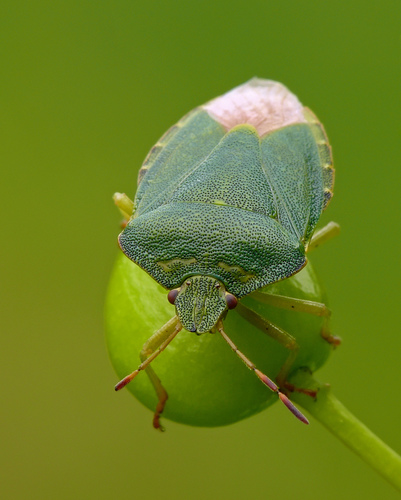 Green Shield Bug