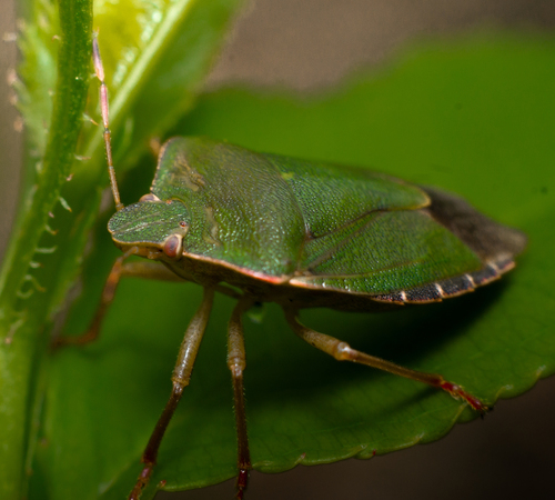 Green Shield Bug