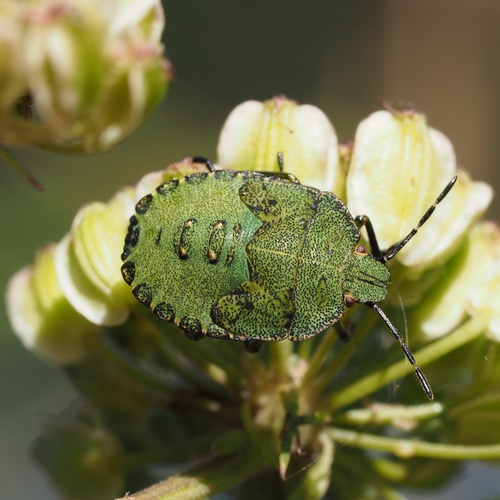 Green Shield Bug
