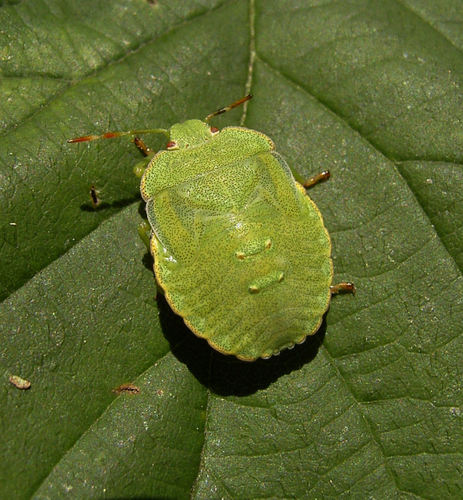 Green Shield Bug