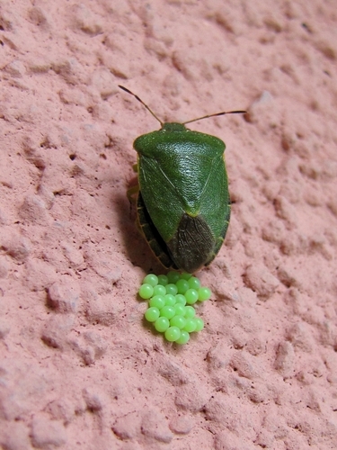 Green Shield Bug