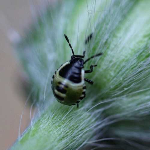 Green Shield Bug
