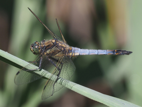 Black-tailed Skimmer