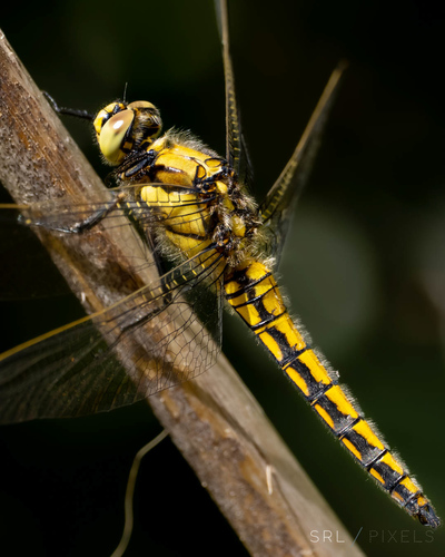 Black-tailed Skimmer