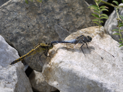 Black-tailed Skimmer