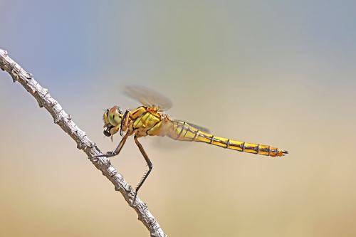 Black-tailed Skimmer