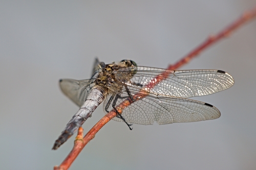 Black-tailed Skimmer