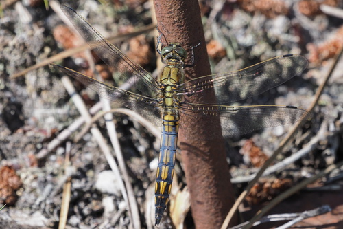 Black-tailed Skimmer