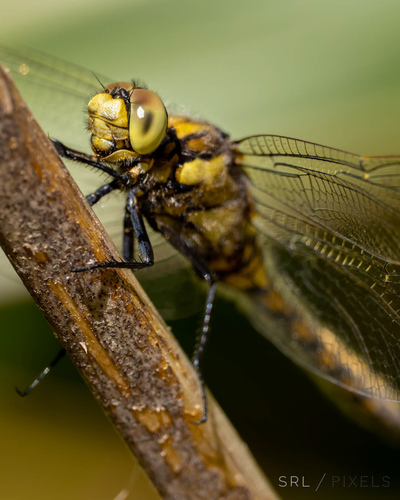 Black-tailed Skimmer