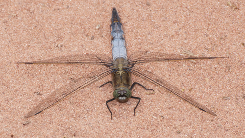 Black-tailed Skimmer