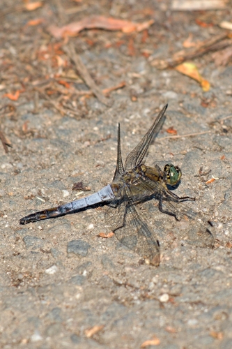 Black-tailed Skimmer