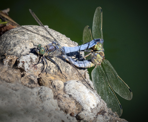 Black-tailed Skimmer