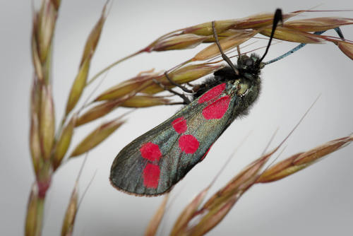 Six-spot Burnet
