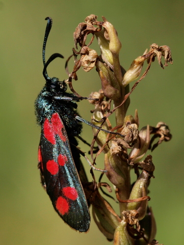 Six-spot Burnet