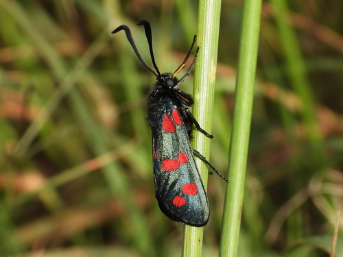 Six-spot Burnet
