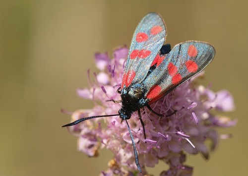 Six-spot Burnet