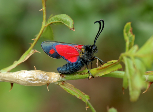 Six-spot Burnet
