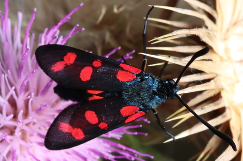 Six-spot Burnet