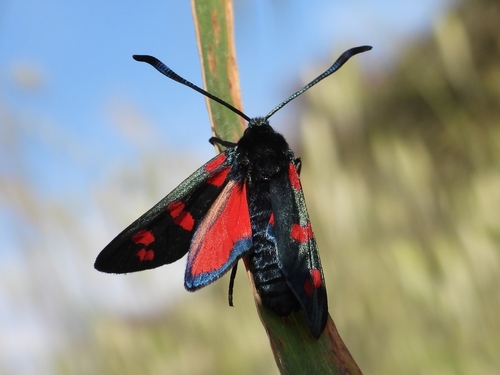 Six-spot Burnet