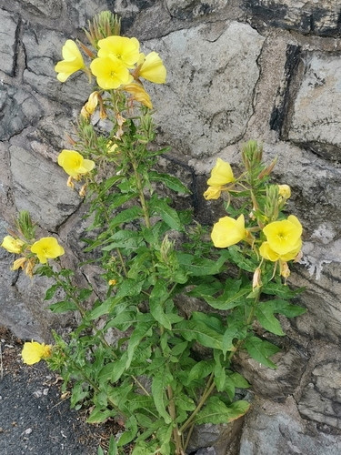 Large-flowered Evening-primrose
