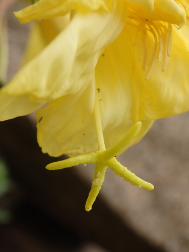 Large-flowered Evening-primrose