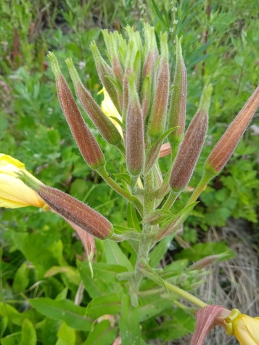 Large-flowered Evening-primrose