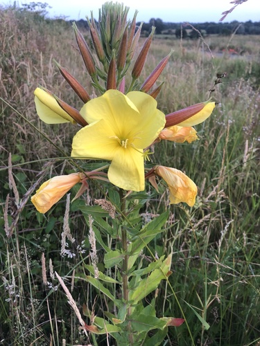 Large-flowered Evening-primrose