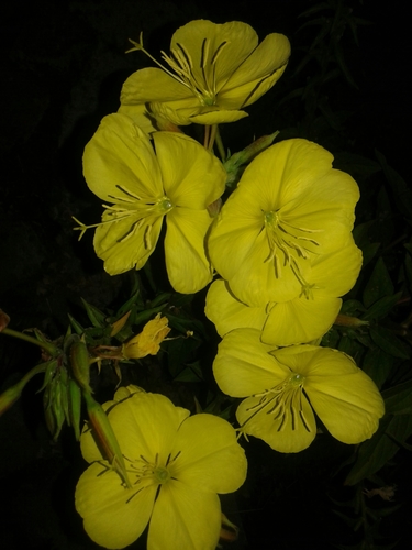 Large-flowered Evening-primrose