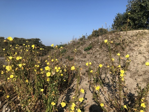 Large-flowered Evening-primrose