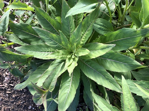 Large-flowered Evening-primrose