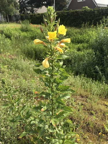 Large-flowered Evening-primrose