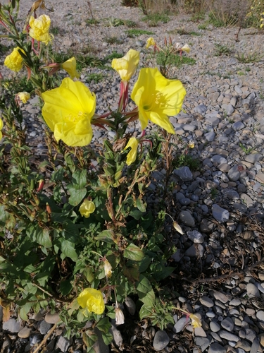 Large-flowered Evening-primrose