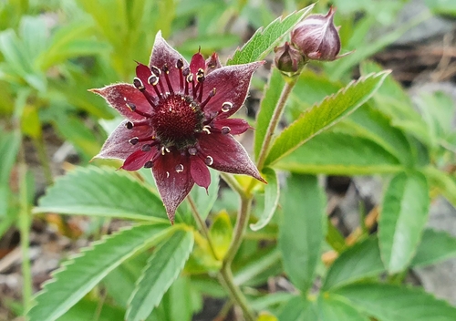 marsh cinquefoil