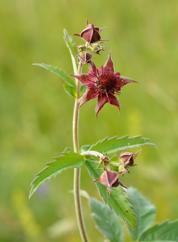 marsh cinquefoil
