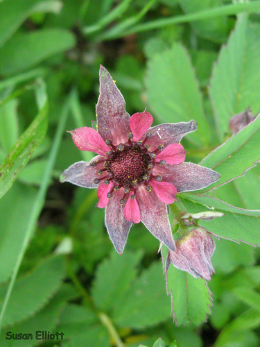marsh cinquefoil