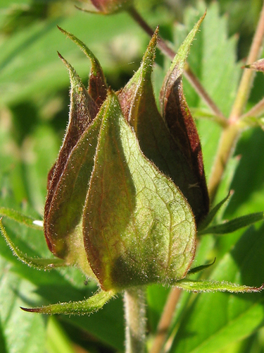 marsh cinquefoil