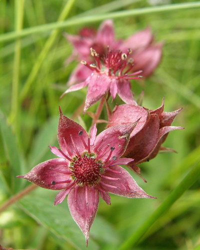 marsh cinquefoil