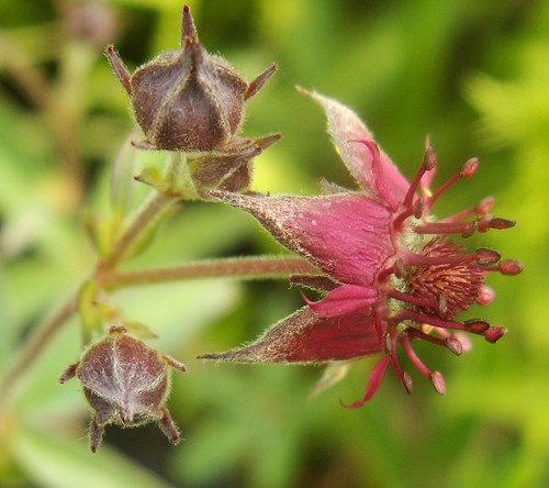 marsh cinquefoil
