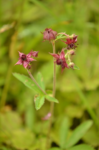 marsh cinquefoil